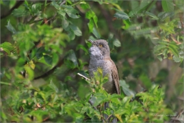 <p>PĚNICE VLAŠSKÁ (Sylvia nisoria) /Berred warbler - Sperbergerasmücke/</p>